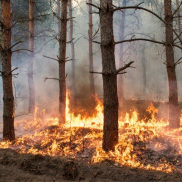 Comprehensive Guide on How to Prepare for Fire Season