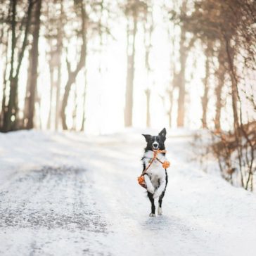 Cold Weather with Pets Prepping Tips and Guide