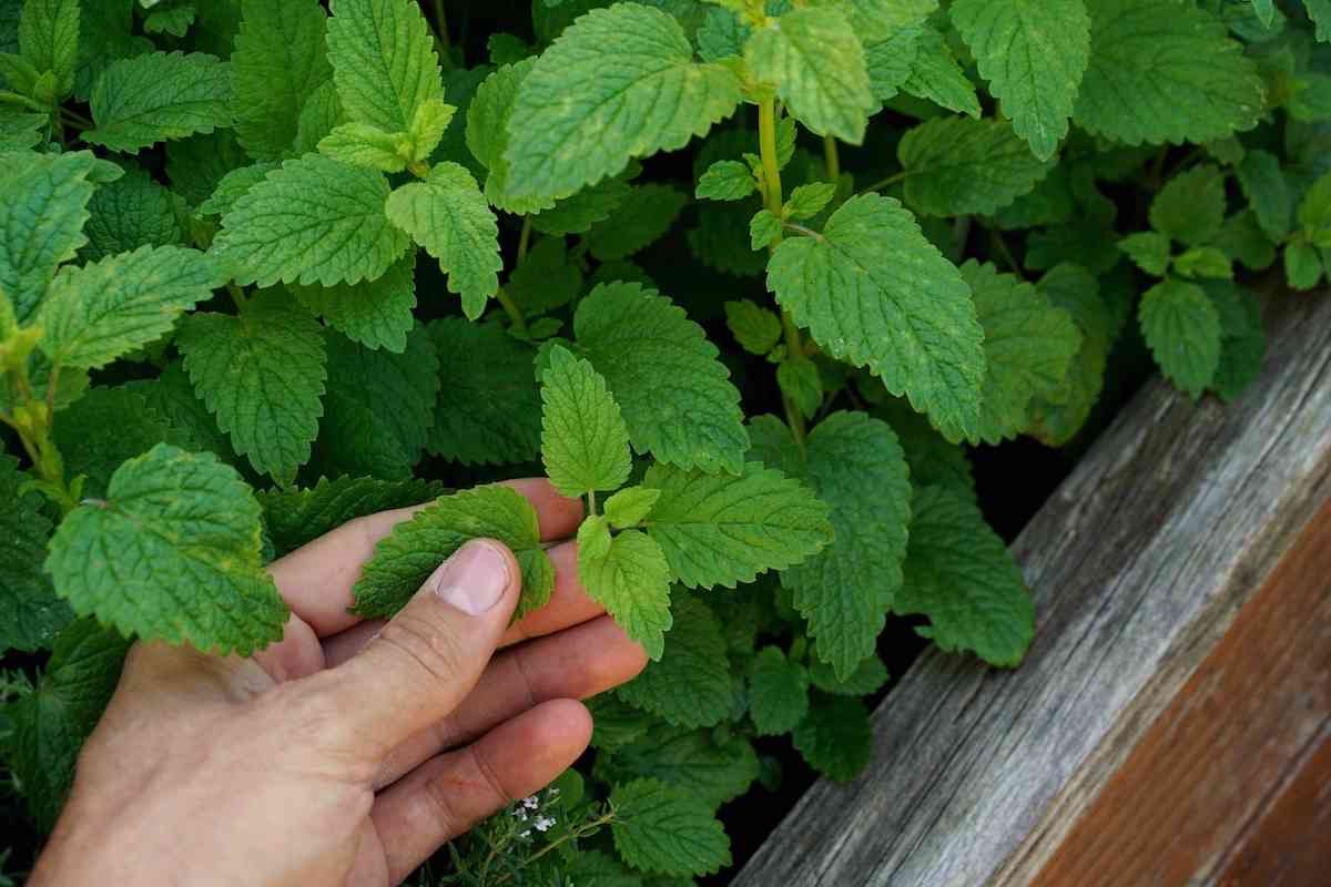 44 Plants You Can Forage for Food and Medicine
