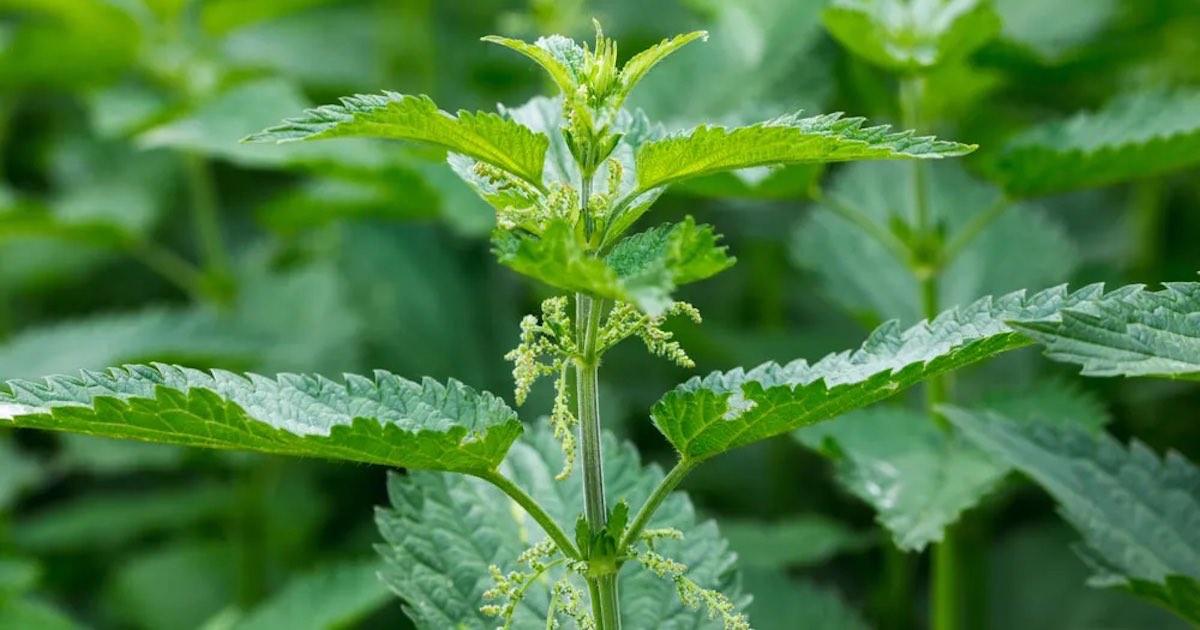 44 Plants You Can Forage for Food and Medicine